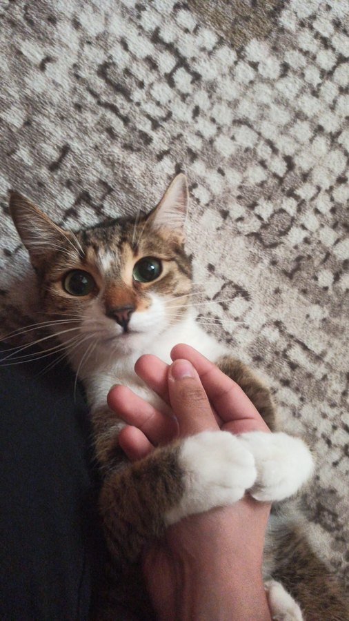 yavru kedi